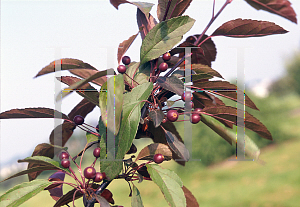 Picture of Malus  'Amertrizam'