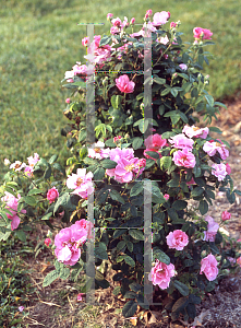 Picture of Rosa gallica 'Officinalis'