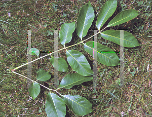 Picture of Phellodendron sachalinense 