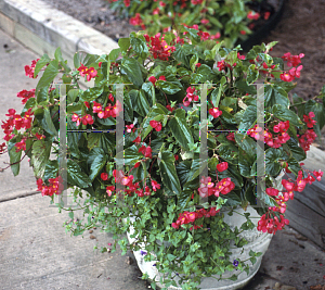 Picture of Begonia coccinea hybrids 'Dragon Wing Red'