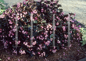 Picture of Begonia semperflorens-cultorum hybrids 'Kaylen'