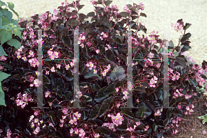 Picture of Begonia semperflorens-cultorum hybrids 'Kaylen'