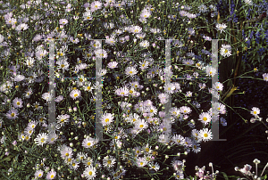 Picture of Boltonia asteroides 'Pink Beauty'