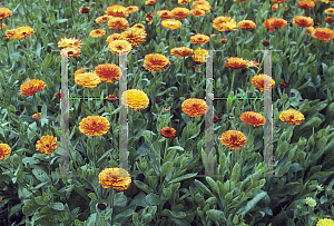 Picture of Calendula officinalis 'Indian Prince'