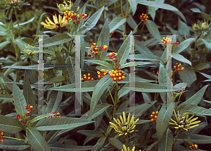 Picture of Asclepias curassavica 