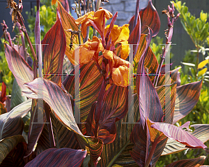 Picture of Canna x generalis 'Tropicana'