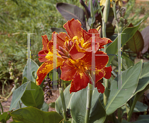 Picture of Canna x generalis 'Bugle Boy'