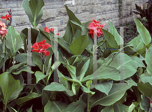 Picture of Canna x generalis 'The President'