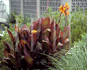 Picture of Canna x generalis 'Tropicana'