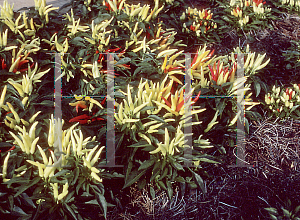 Picture of Capsicum annuum var. annuum 'Chilly Chili'