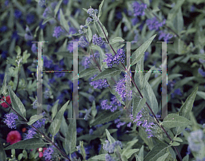 Picture of Caryopteris x clandonensis 'First Choice'