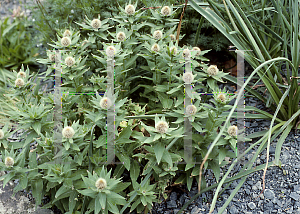 Picture of Centaurea uniflora ssp. nervosa 