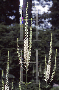 Picture of Actaea racemosa 