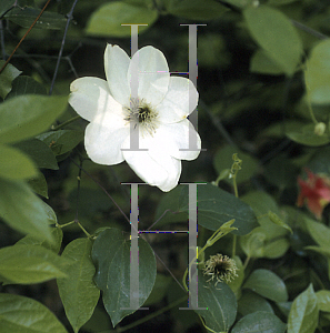 Picture of Clematis  'Guernsey Cream'