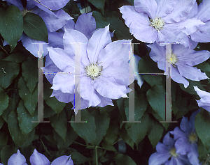 Picture of Clematis  'H. S. Young'