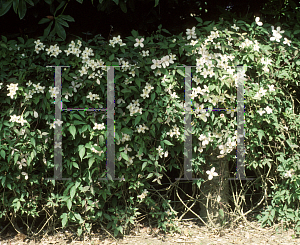 Picture of Clematis montana 