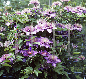Picture of Clematis  'Multi Blue'