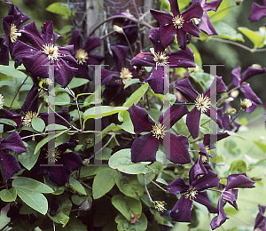 Picture of Clematis  'Romance'