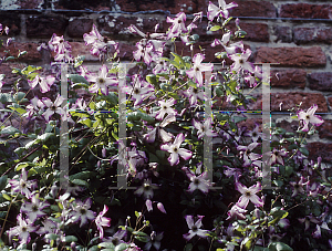 Picture of Clematis (z)(Viticella Group) 'Minuet'