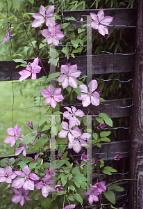 Picture of Clematis  'Twilight'