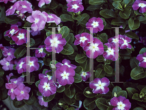 Picture of Catharanthus roseus 'Orchid Stardust'