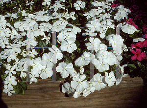 Picture of Catharanthus roseus 'Trailing White'