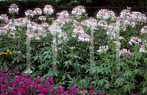 Picture of Cleome hassleriana 'Sparkler Blush and White'