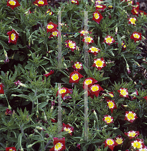 Picture of Convolvulus tricolor 'Red Ensign'
