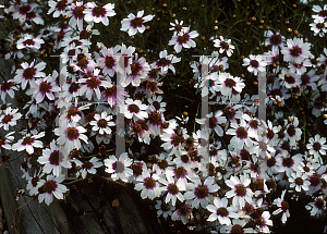 Picture of Coreopsis rosea 'Sweet Dreams'