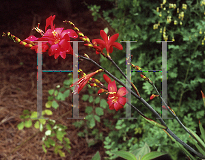 Picture of Crocosmia x crocosmiiflora 'Walburton Red'