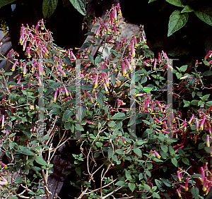 Picture of Cuphea llavea 