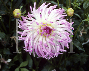 Picture of Dahlia  'Bold Accent'