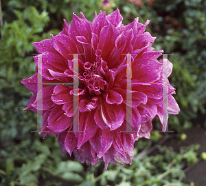 Picture of Dahlia  'Emory Paul'