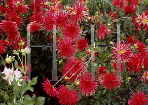 Picture of Dahlia  'Red Devil'