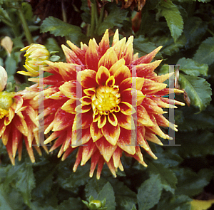 Picture of Dahlia  'Swan Sunset'