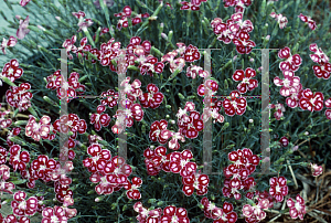 Picture of Dianthus alpinus 'Spangled Star'