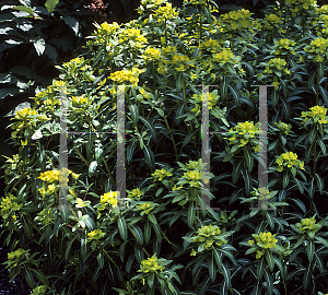 Picture of Euphorbia  'Excaliber'