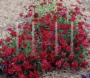 Picture of Coreopsis  'Limerock Ruby'