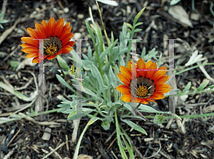 Picture of Gazania  'Cookie'