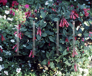 Picture of Fuchsia x 'Thalea'