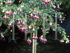 Picture of Fuchsia x 'Pink Ballet Girl'