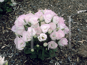 Picture of Eustoma grandiflorum 'Sapphire Pink Rim'