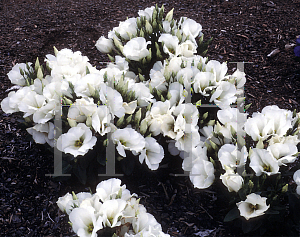 Picture of Eustoma grandiflorum 'Forever White'