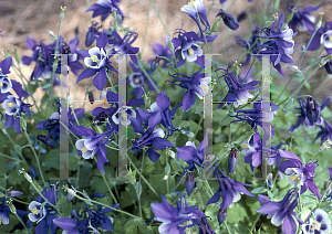 Picture of Aquilegia x hybrida 'Fairytale Blue'