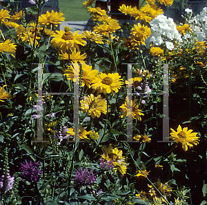 Picture of Heliopsis helianthoides 'Venus'