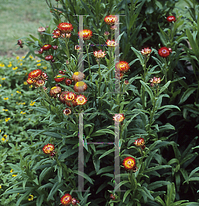 Picture of Helichrysum bracteatum 'Monstrosum Fireball'