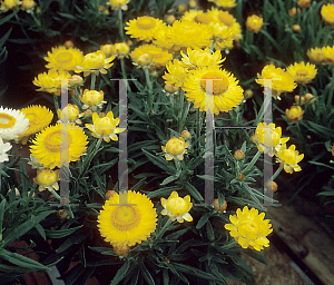 Picture of Helichrysum bracteatum 'Florabella Gold'