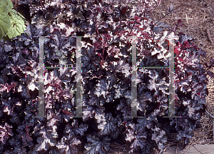 Picture of Heuchera  'Can Can'