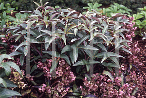Picture of Helleborus x sternii 'Blackthorn'