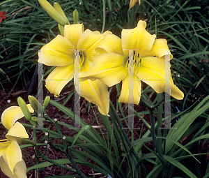 Picture of Hemerocallis  'Golden Bouquet'